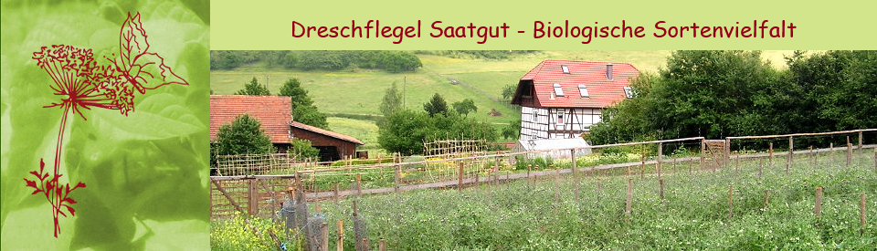 Dreschflegel GbR - Biologisches Saatgut - Gartenbild