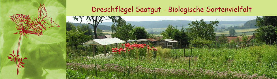 Dreschflegel GbR - Biologisches Saatgut - Gartenbild