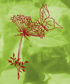 Dreschflegel GbR - Biologisches Saatgut - Logo