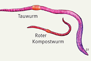 Tauwurm und roter Kompostwurm