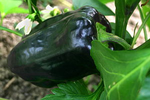 Schwarze Paprika