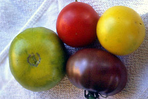 Tomaten - 4 Farben