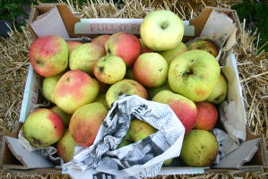 Äpfel einzeln verpacken