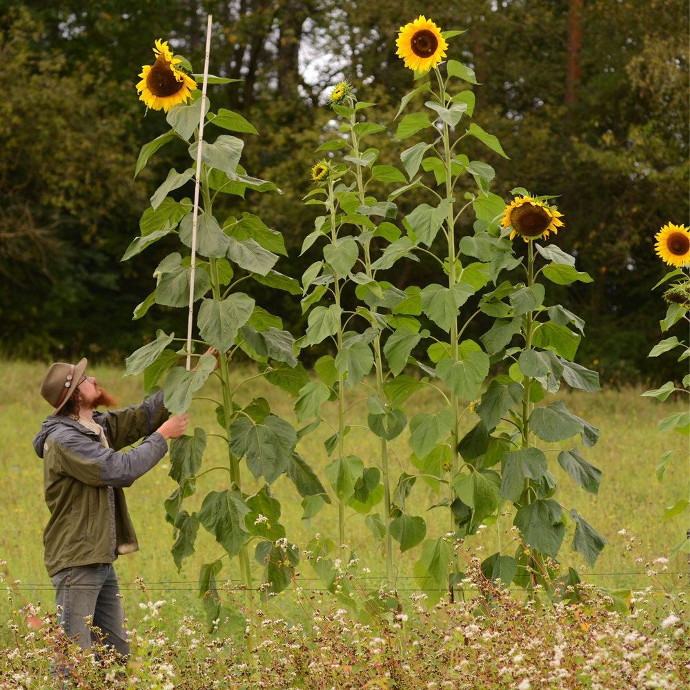 Riesensonnenblume