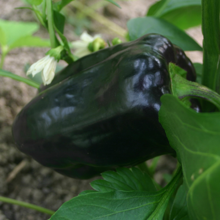 Paprika Purple Beauty