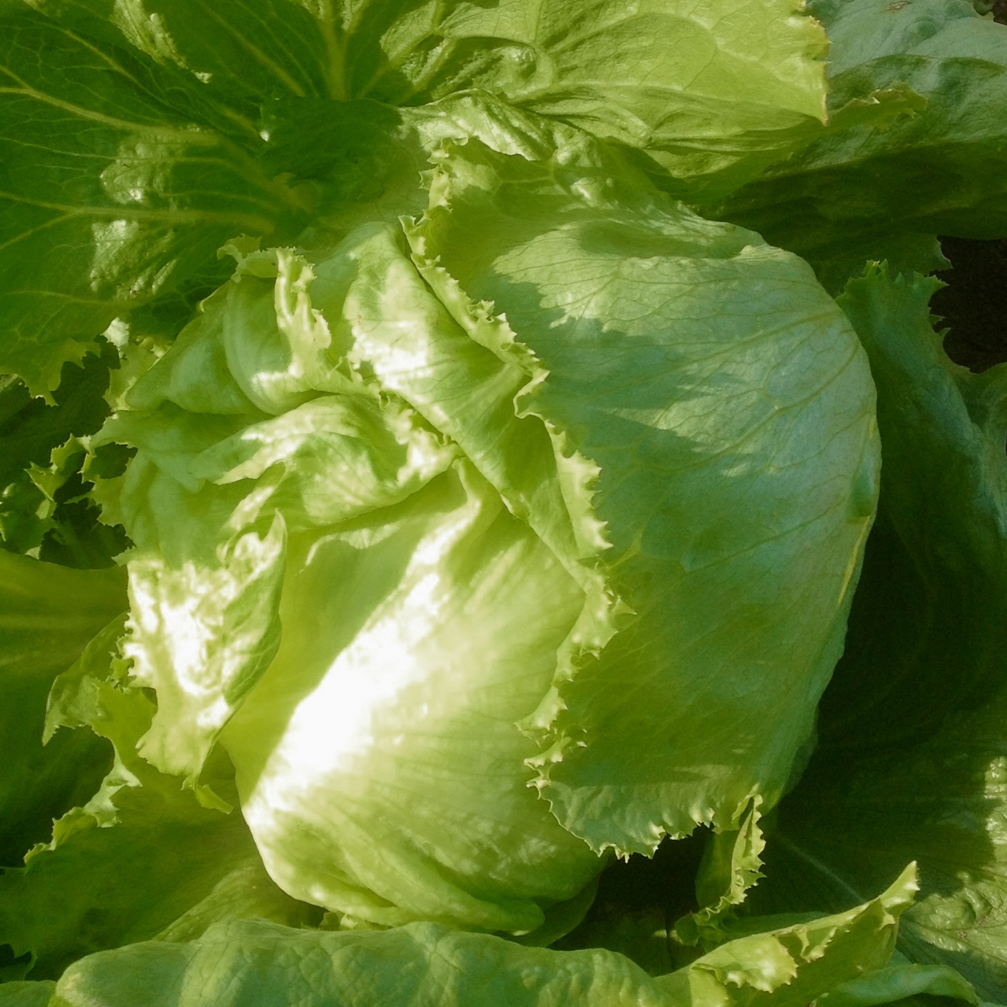 Eissalat Great Lakes 118