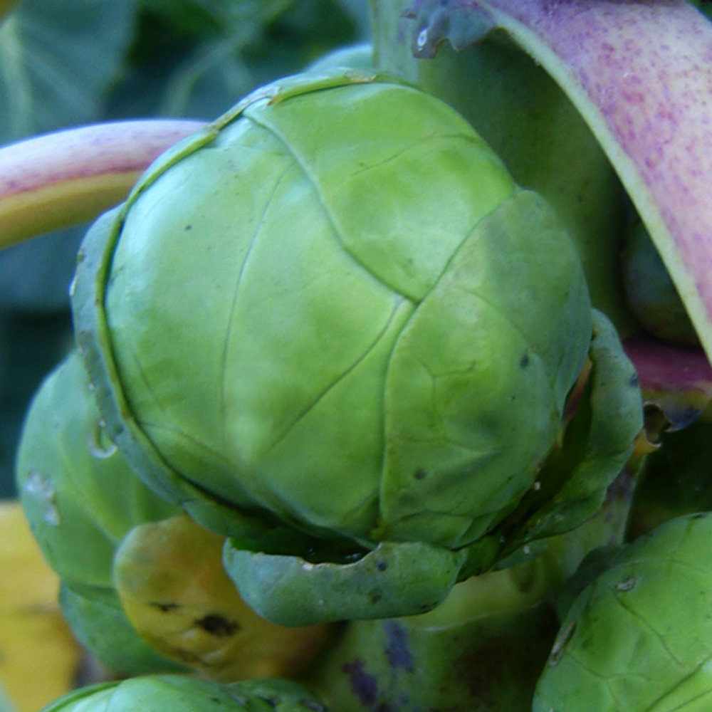 Rosenkohl Groninger