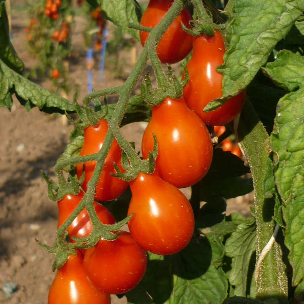 Cocktailtomate Sibirisches Birnchen