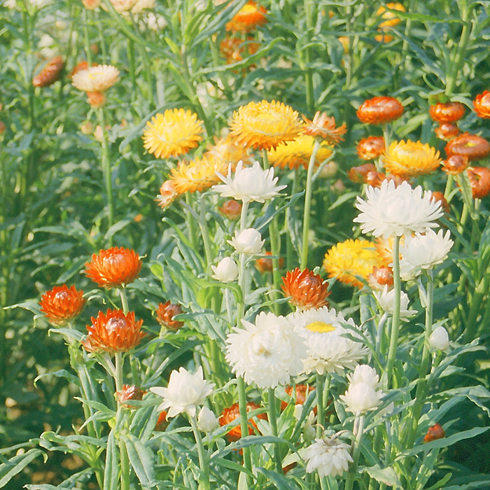 Strohblume Hohe