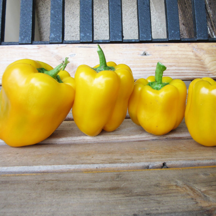 Paprika Quadrato d'Asti giallo