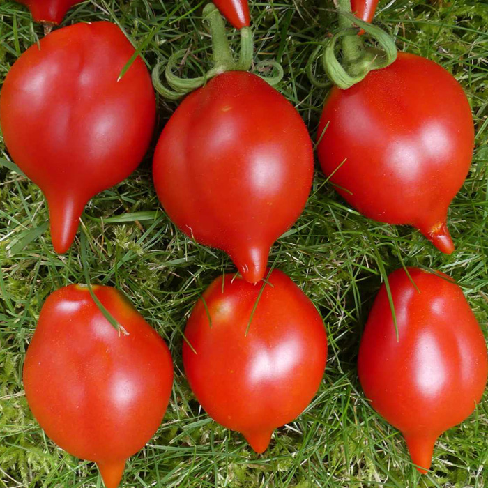 Cocktailtomate Wintertomate (Pomodorino del Piennolo del Vesuvio)