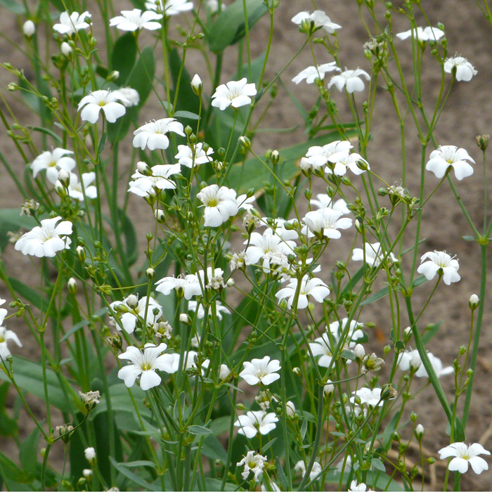Schleierkraut, weißblütiges