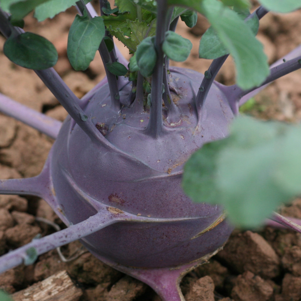 Kohlrabi Blaril