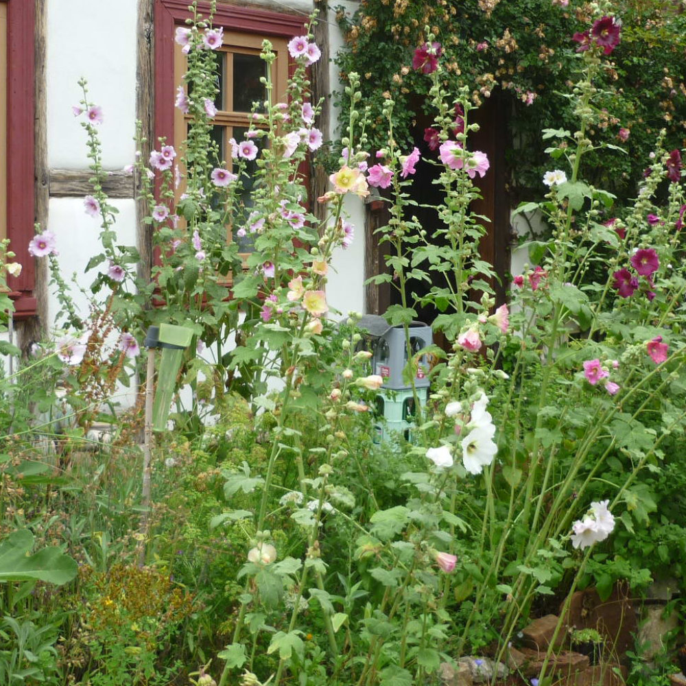 Stockrose, Malve Bunte Mischung