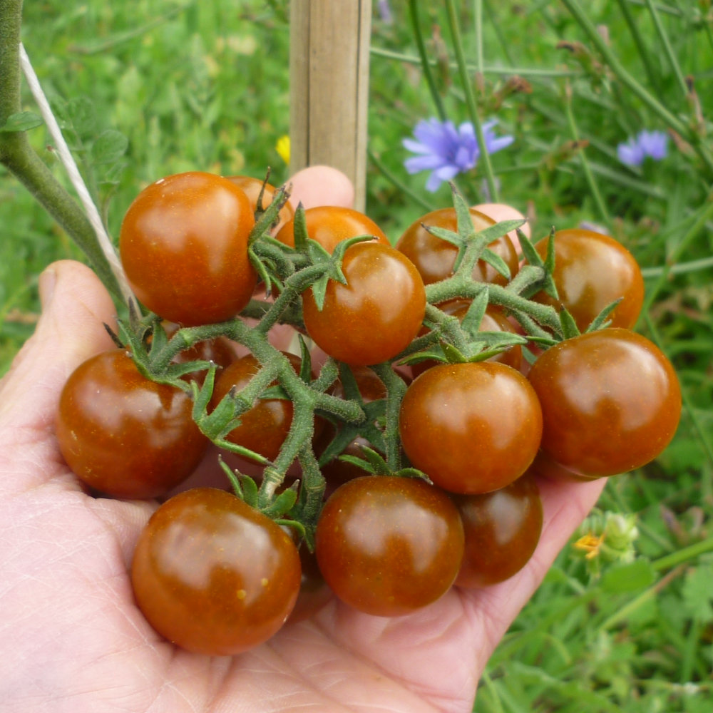 Cocktailtomate Hazel