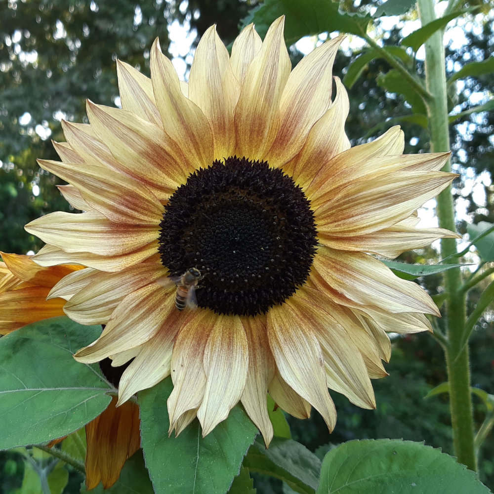 Sonnenblume Mischung