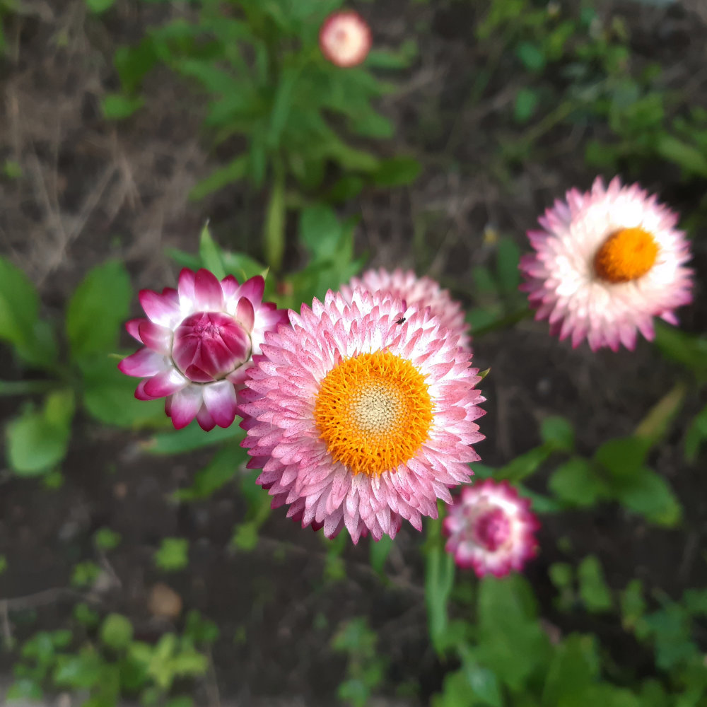 Strohblume - Niedrige