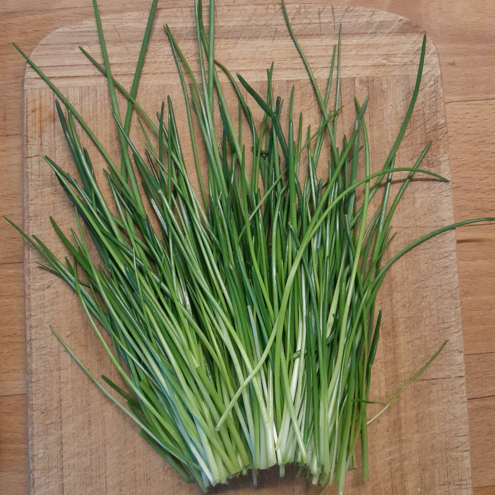 Schnittlauch Medium Leaf