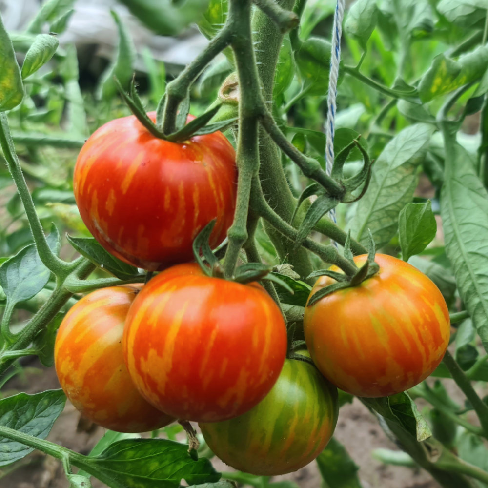 Salattomate Tigerella