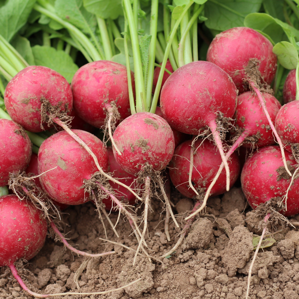 Radieschen Cherry Belle