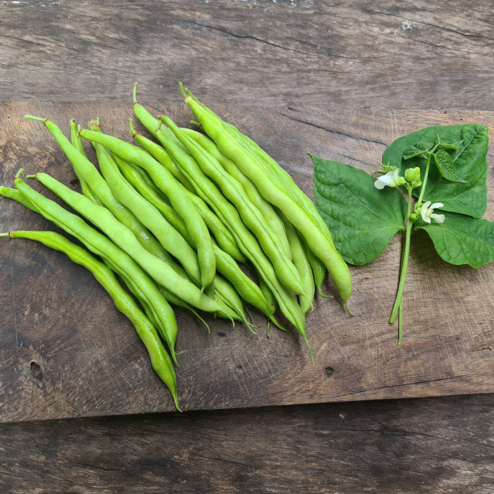 KLEINPACKUNG Buschbohne Ostfriesische Speck (Oostfriese Spek m. dr.)