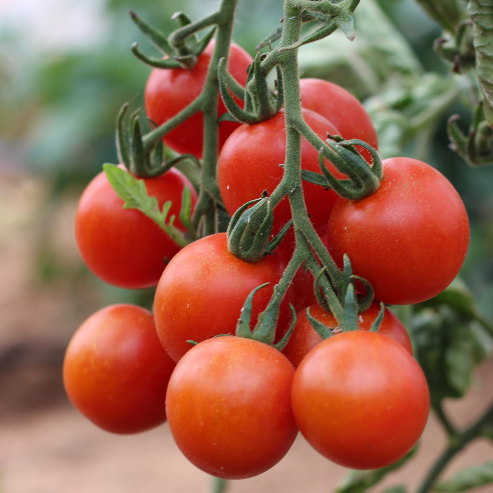 Cocktailtomate Cerise Rot