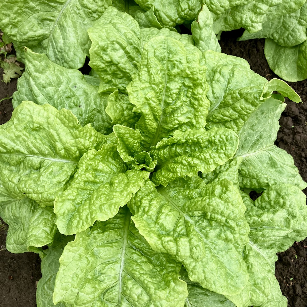 Spargelsalat Chinesische Keule