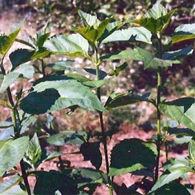 Topinambur Gföhler Rote