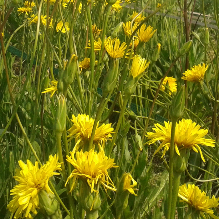 Schwarzwurzel Hoffmanns Schwarze Pfahl