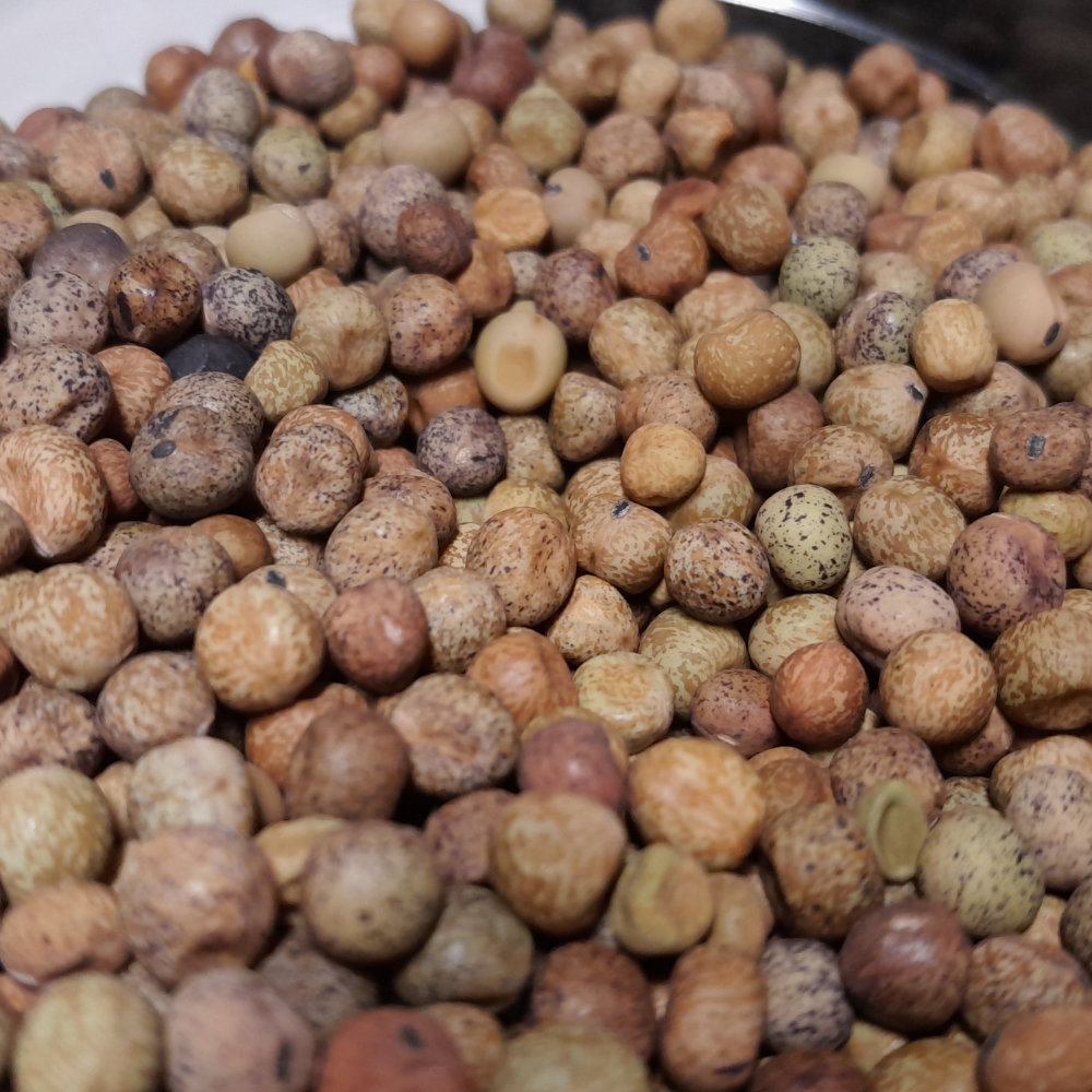 KLEINPACKUNG  Kapuzinererbse Roveja di Castelluccio