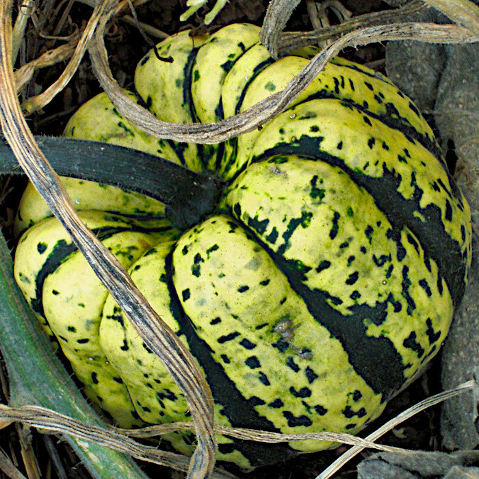 Gartenkürbis Sweet Dumpling