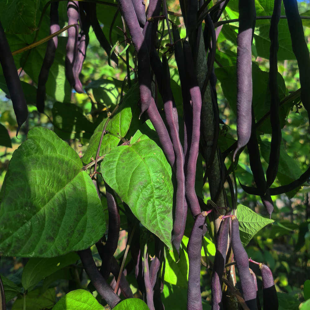 Stangenbohne Blauhilde