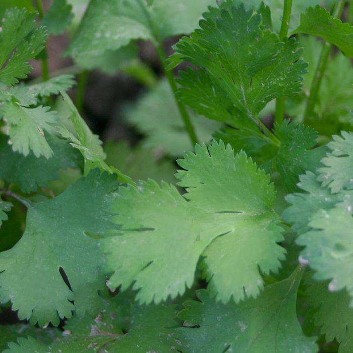 Koriander, Blattform