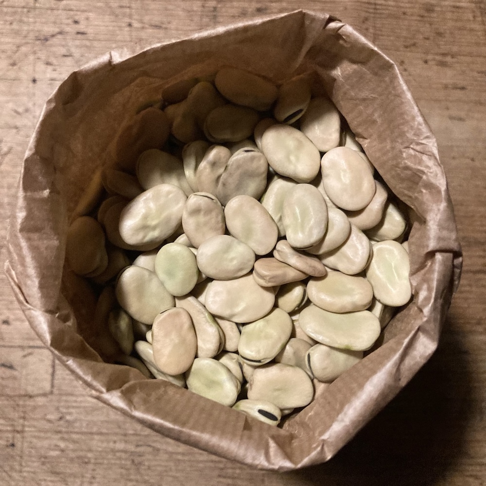 Puffbohne Grootbohnen