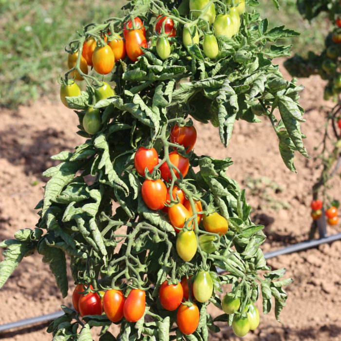 Cocktailtomate Celsia