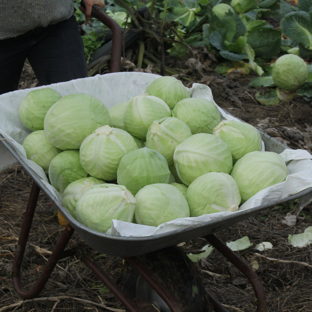 Weißkohl Marner Lagerweiß (Marwei)