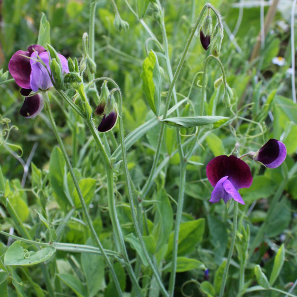 Edelwicke Matucana