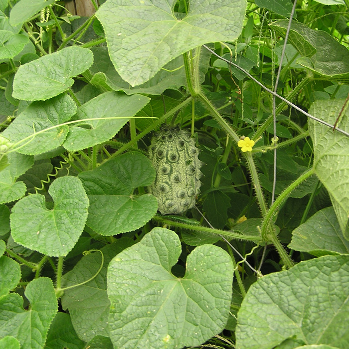 Kiwano, Zackengurke, Horngurke