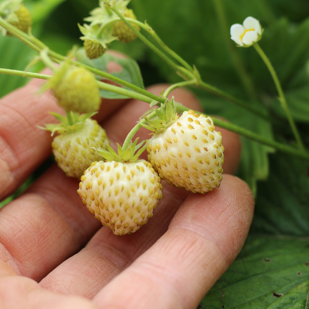 Monatserdbeere Weiße Erdbeere