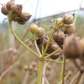 Koriander, Samenform