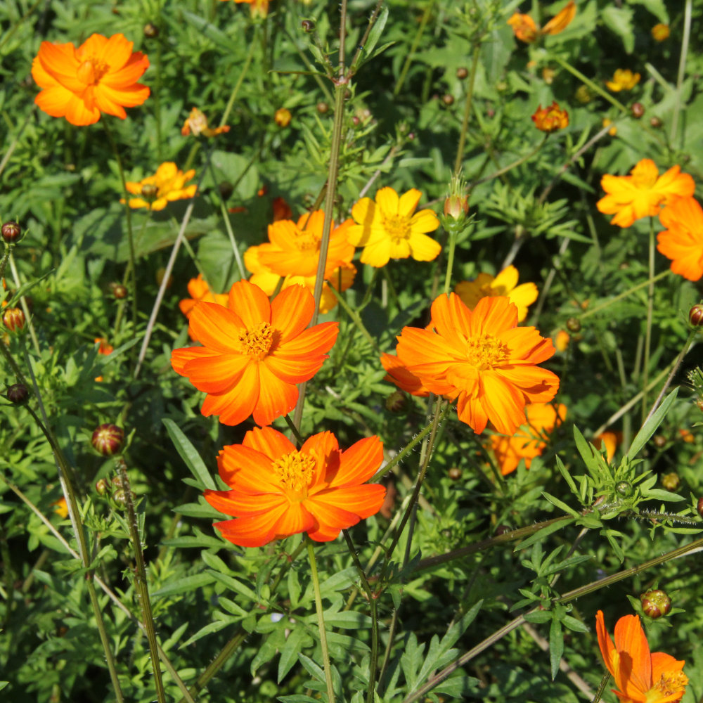 Cosmea Orange, Schwefelcosmea