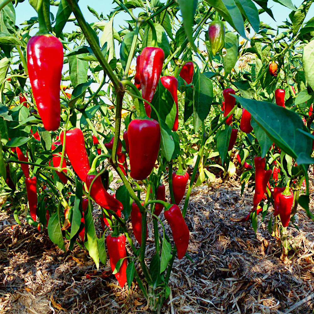 Gewürzpaprika Sha Ema