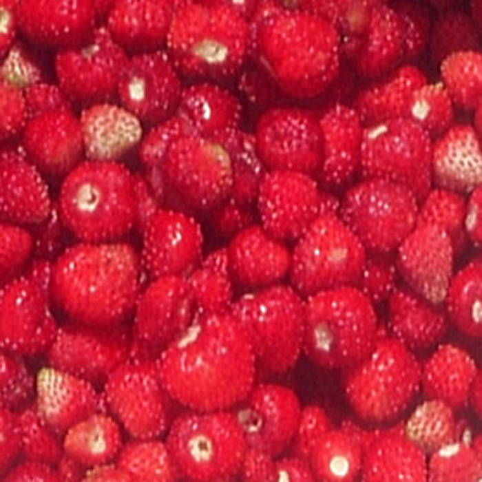 Monatserdbeere Rügen