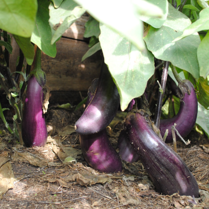 Aubergine Tommaso