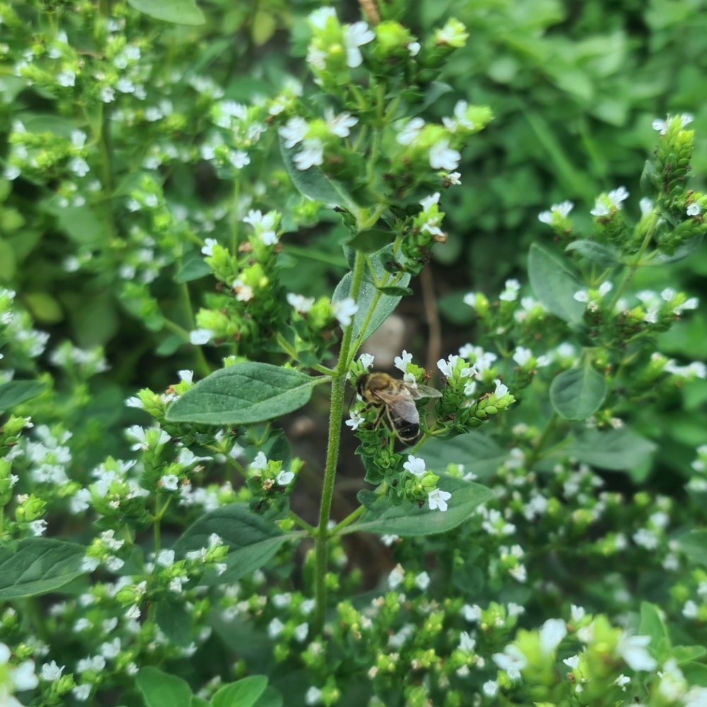 Griechischer Oregano