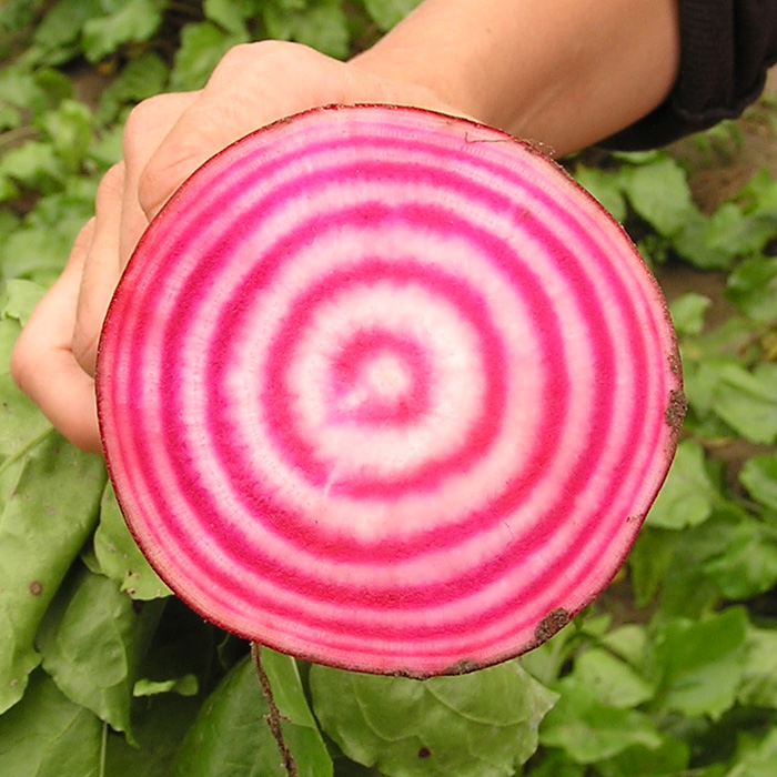 Rote Bete Tonda di Chioggia