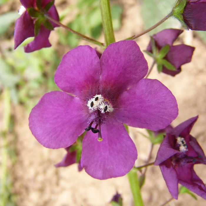 Purpurkönigskerze, Violette Königskerze