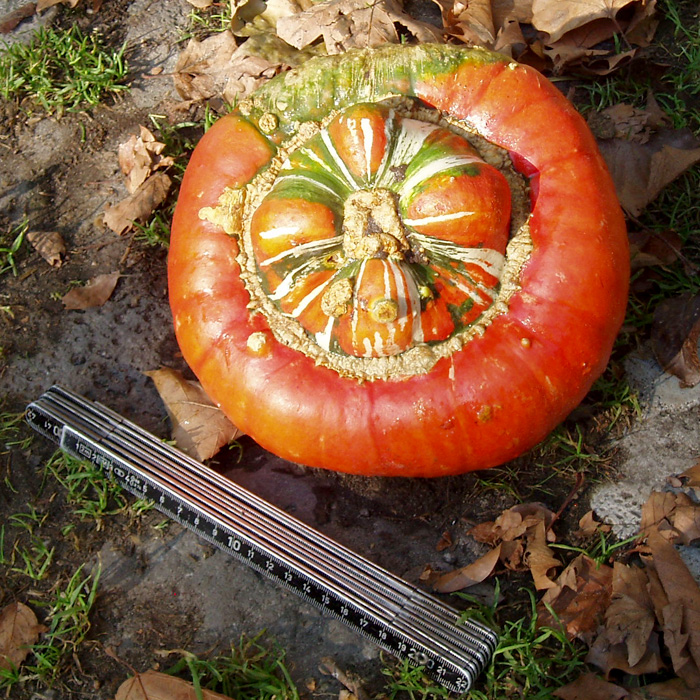 Kürbis Bunter Turban