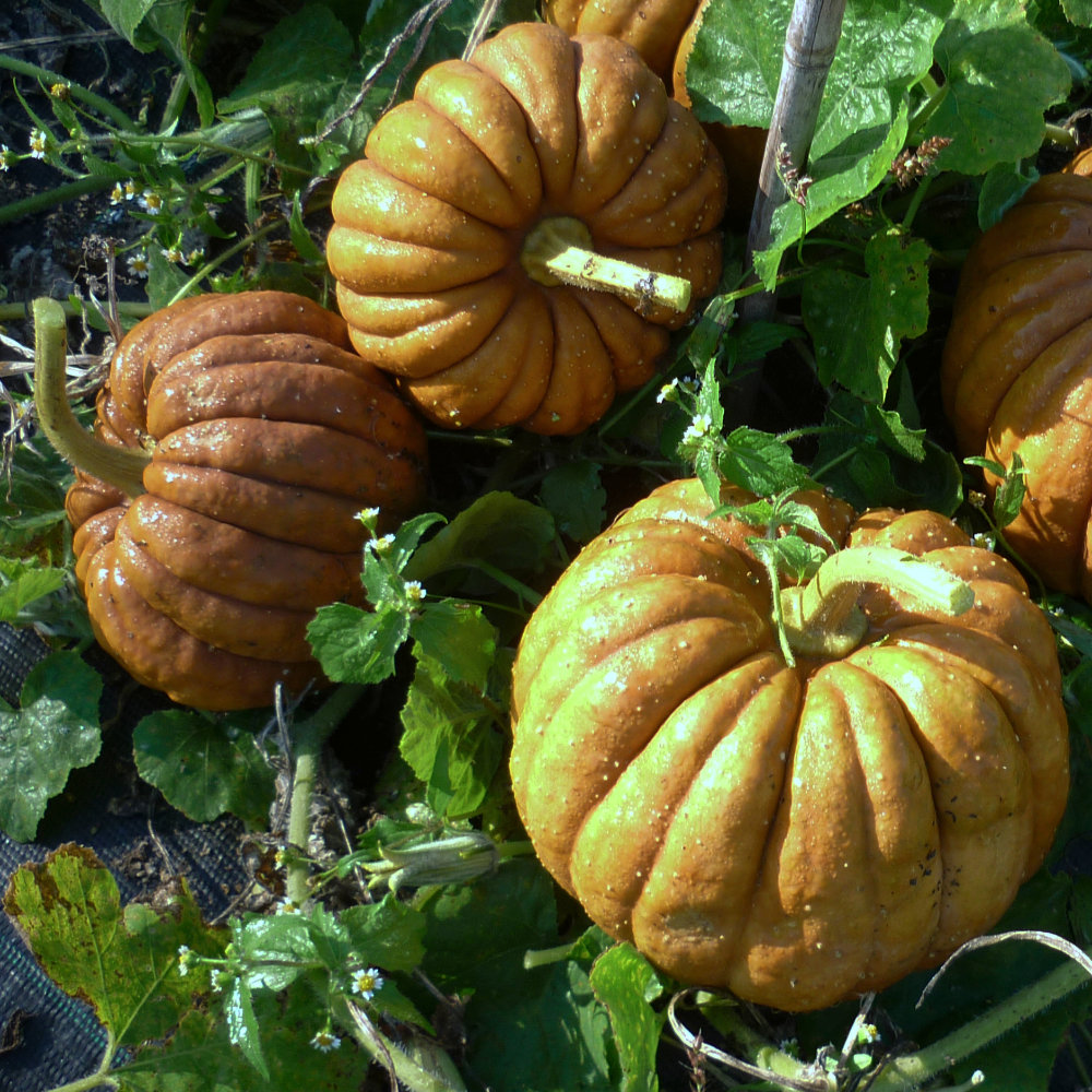 Moschuskürbis Futsu Black Rinded