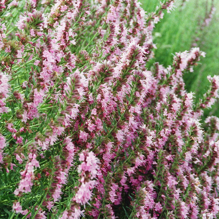 Ysop, rosa